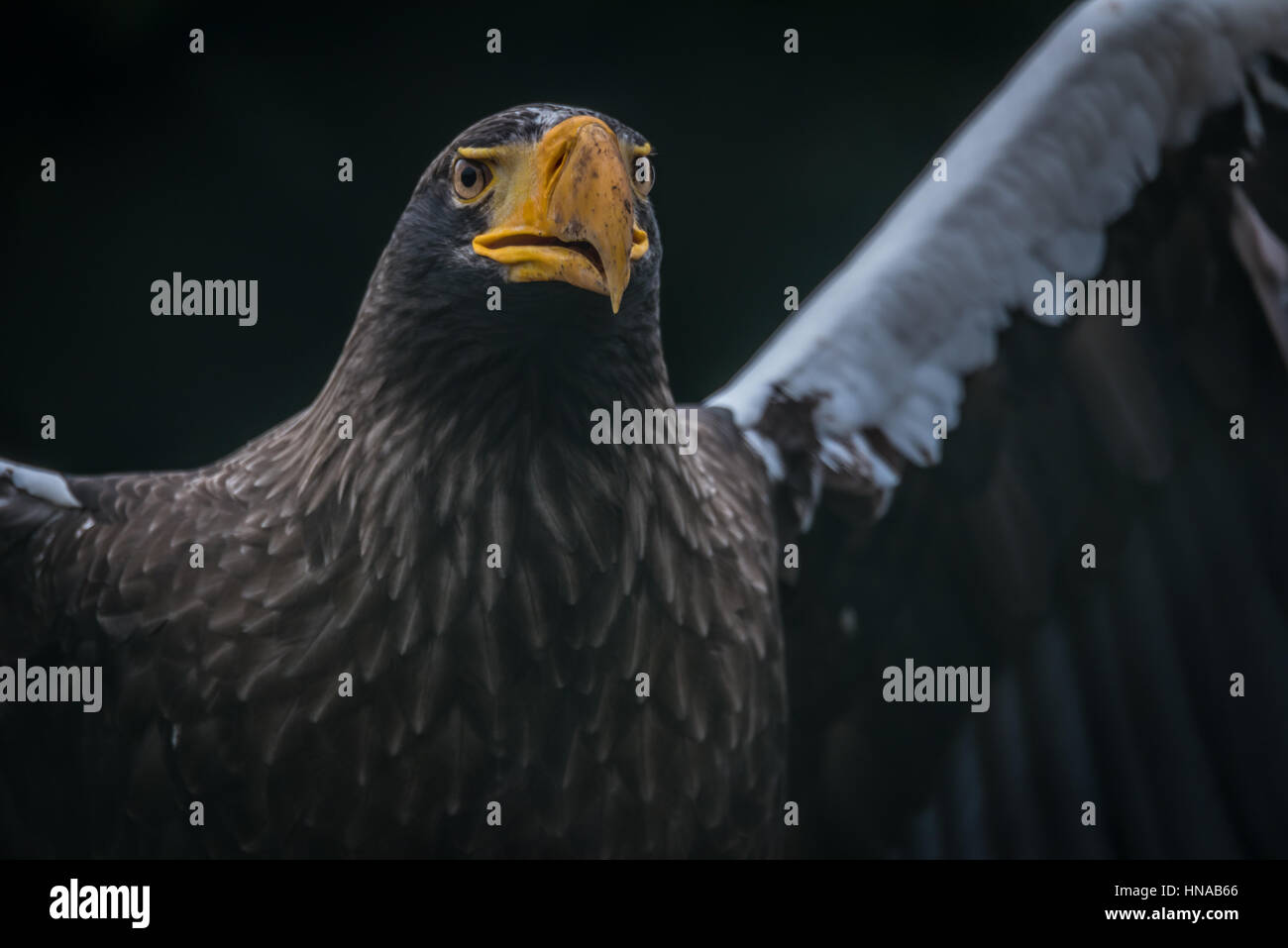 Steller der Seeadler (Haliaeetus Pelagicus Pelagicus) A Wild, beeindruckende Raptor mit Schokolade-braune Gefieder und markanten weißen Schultern und Tail. Stockfoto