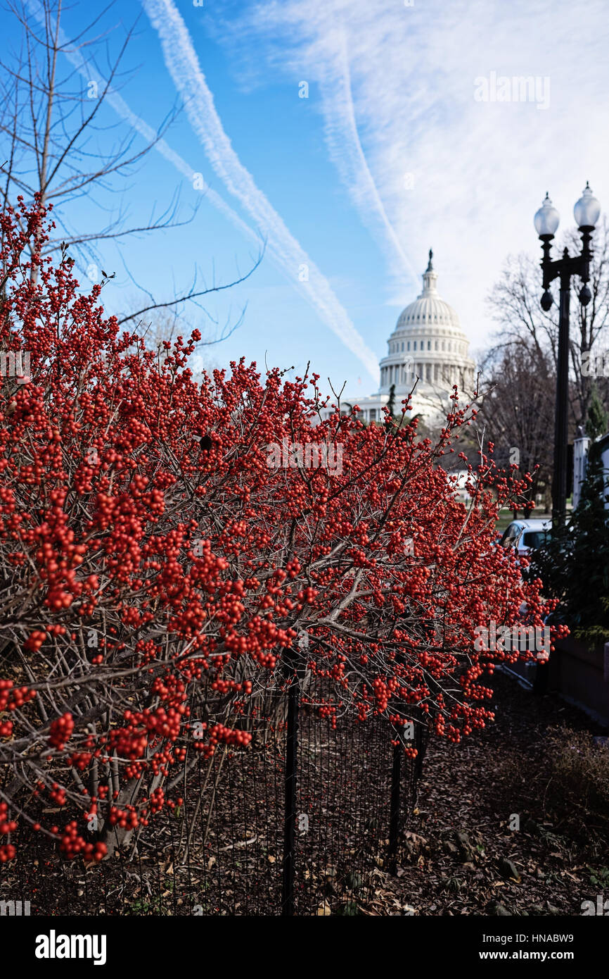 Rote Beeren vor dem Capitol in der Weihnachtszeit Stockfoto