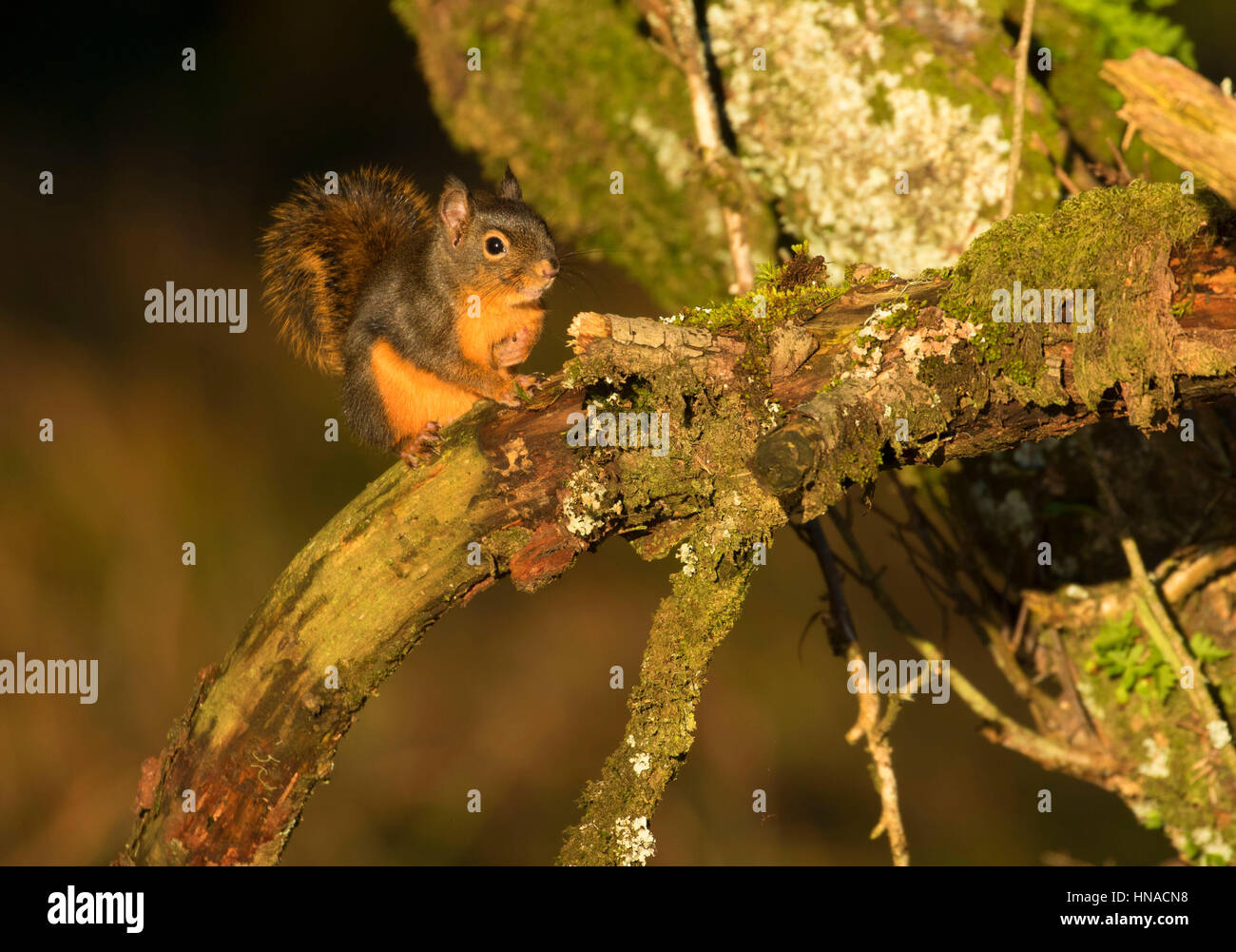 Eichhörnchen, Bayocean Halbinsel, Oregon Stockfoto