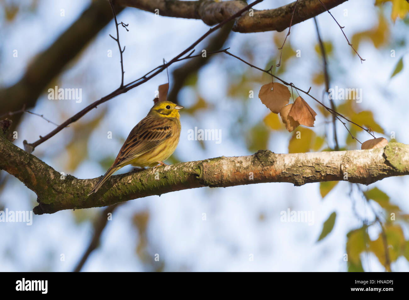 Goldammer (Emberiza Citrinella) thront Zweig. Militsch Teiche Naturschutzgebiet. Niederschlesien. Polen. Stockfoto