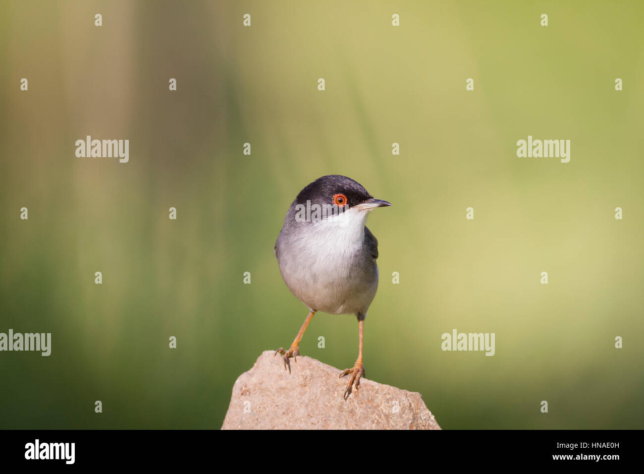 Samtkopfgrasmücke (Sylvia Melanocephala) thront auf Stein. Barcelona. Katalonien. Spanien. Stockfoto