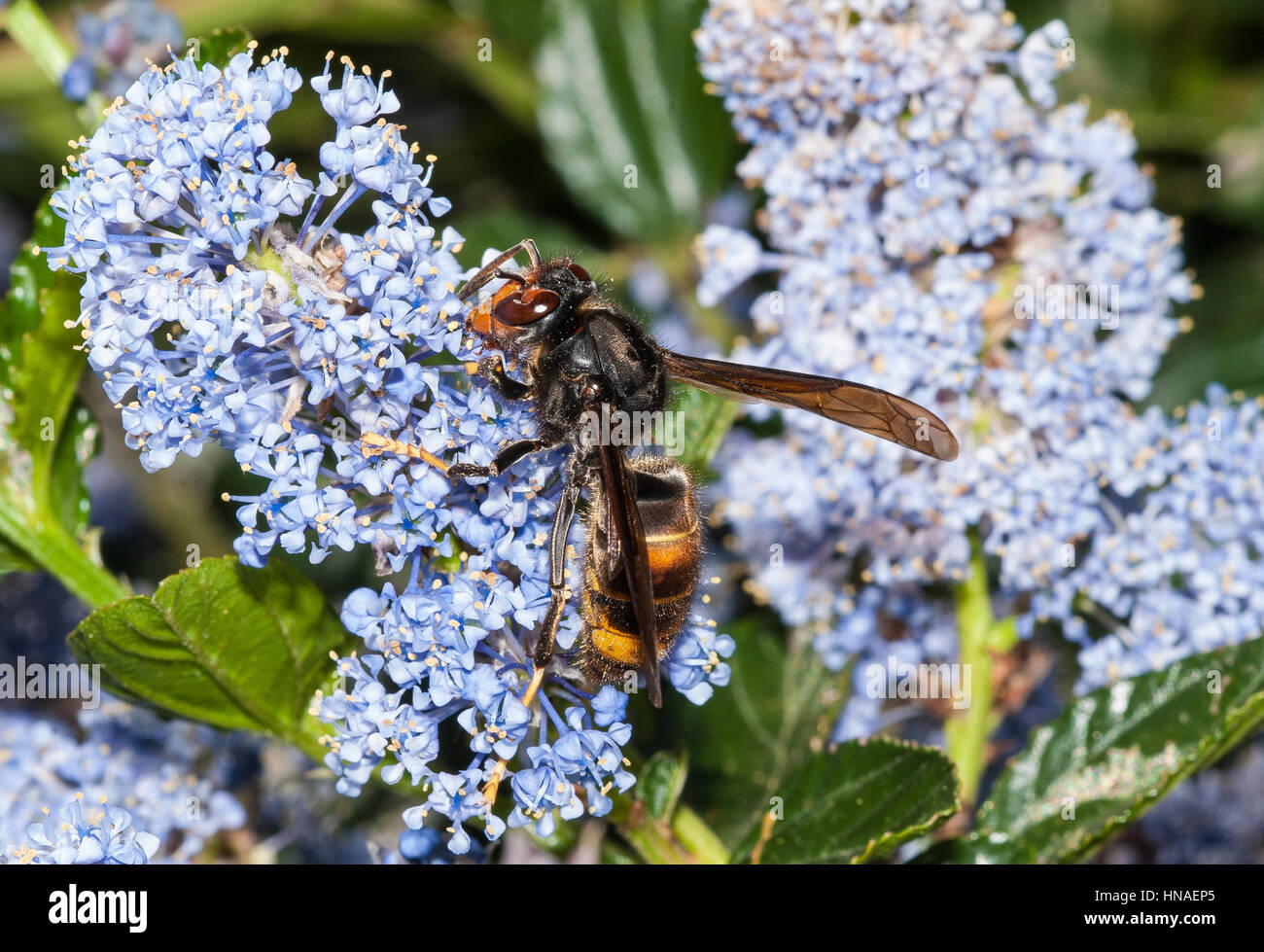 Asiatische Hornisse Fütterung auf Ceanothus Blumen Stockfoto