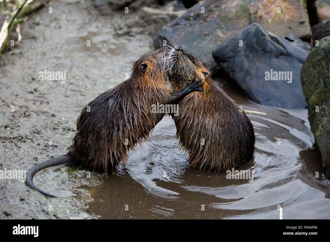 Bekämpfung der nutria Stockfoto