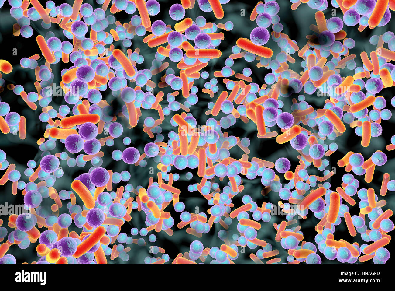 Kugelförmige Bakterien und stäbchenförmige Bakterien im Biofilm, Abbildung. Ein Biofilm ist eine Kolonie von Bakterien, die eine Beschichtung auf einer Oberfläche bildet. Gemeinsame Plätze für Biofilme zu entwickeln, sind in den Mund, wo sie verursachen Karies und Zahnfleischerkrankungen auf Kontaktlinsen, wo sie Augeninfektionen, verursachen können, auf Felsen, die ins Wasser getaucht und Industrieanlagen, wo sie Verschmutzungen verursachen können. Stockfoto