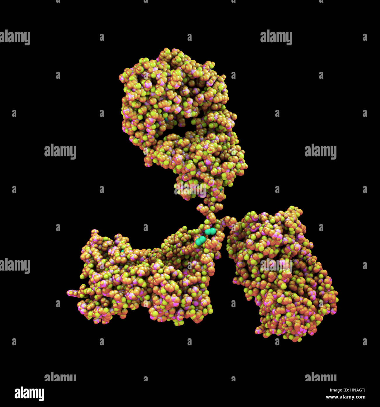 Abbildung zeigt die Struktur eines Moleküls Antikörper oder Immunglobuline. Diese Y-shaped Moleküle haben zwei Arme, die auf spezifische Antigene, zum Beispiel bakterielle oder virale Proteine binden können. Auf diese Weise kennzeichnen sie das Antigen für Zerstörung. Stockfoto