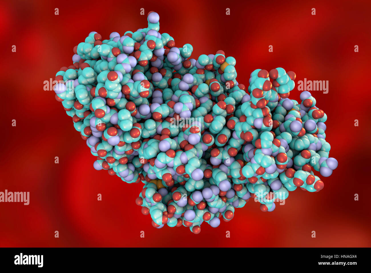 Ricin. Computermodell eines Moleküls giftige Protein Ricin. Es besteht aus zwei Aminosäureketten, bezeichnet (oben links) und B (unten rechts). Die A--Kette ist giftig, Hemmung der Proteinbiosynthese in Zellen. Es wird von den ungiftigen B-Kette in Zellen getragen. Ricin wird aus den Samen des Wunderbaumes (Ricinus Communis) abgeleitet. Weniger als ein Milligramm ist genug, um einen Erwachsenen töten. Einatmen von Ricin verursacht Husten, pulmonale Ödeme und Tod. Verschlucken, führt es zu Magen-Darm, Leber- und Nierenschäden und Tod durch Kreislaufversagen. Es gibt kein Antidot. Stockfoto