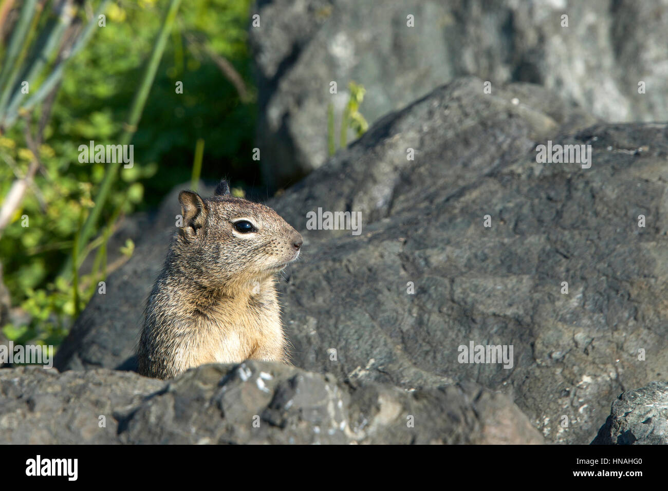 Das östliche graue Eichhörnchen oder Grauhörnchen ist ein Baum-Eichhörnchen in der Gattung Sciurus.Sciurus Carolinensis stammt aus dem östlichen und mittleren U.S. Stockfoto