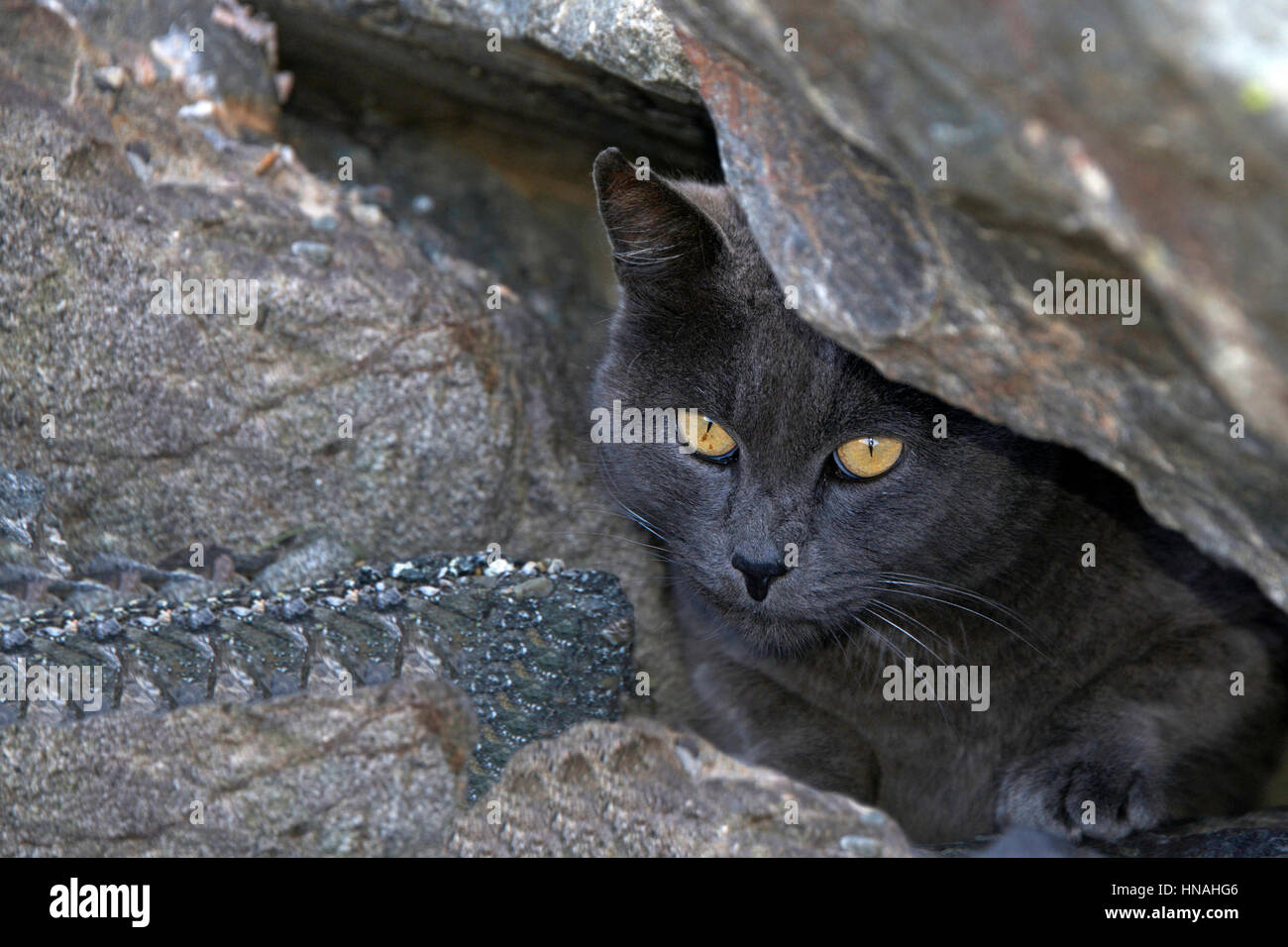 Streuner oder Feral grauen Chartreux Katze versteckt sich in den Felsen am Strand. Trap-Neutrum-Return-Programme helfen die wilde Katze Bevölkerung gering zu halten. Stockfoto