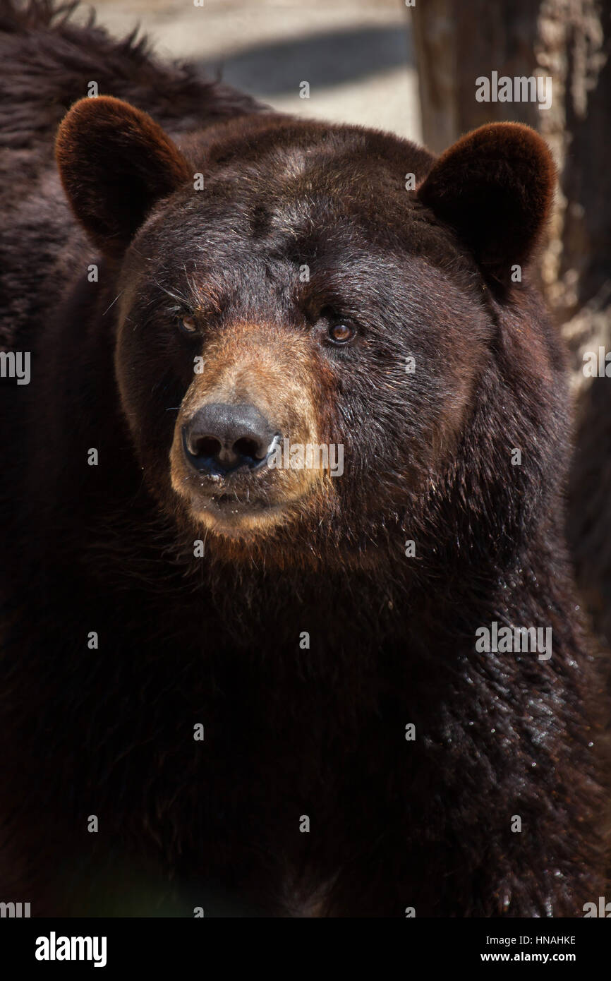 Amerikanische Schwarzbären (Ursus Americanus). Stockfoto