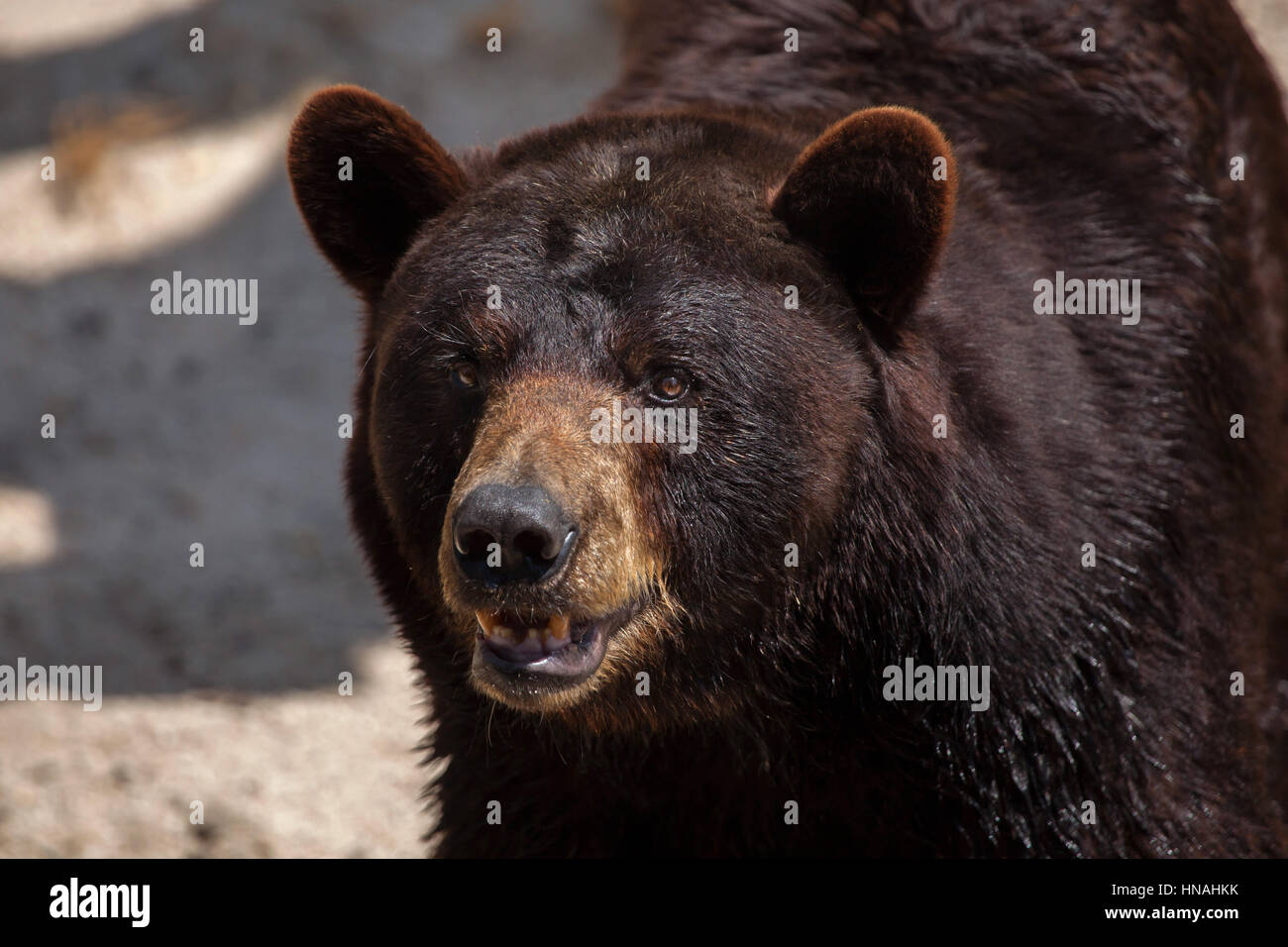 Amerikanische Schwarzbären (Ursus Americanus). Stockfoto