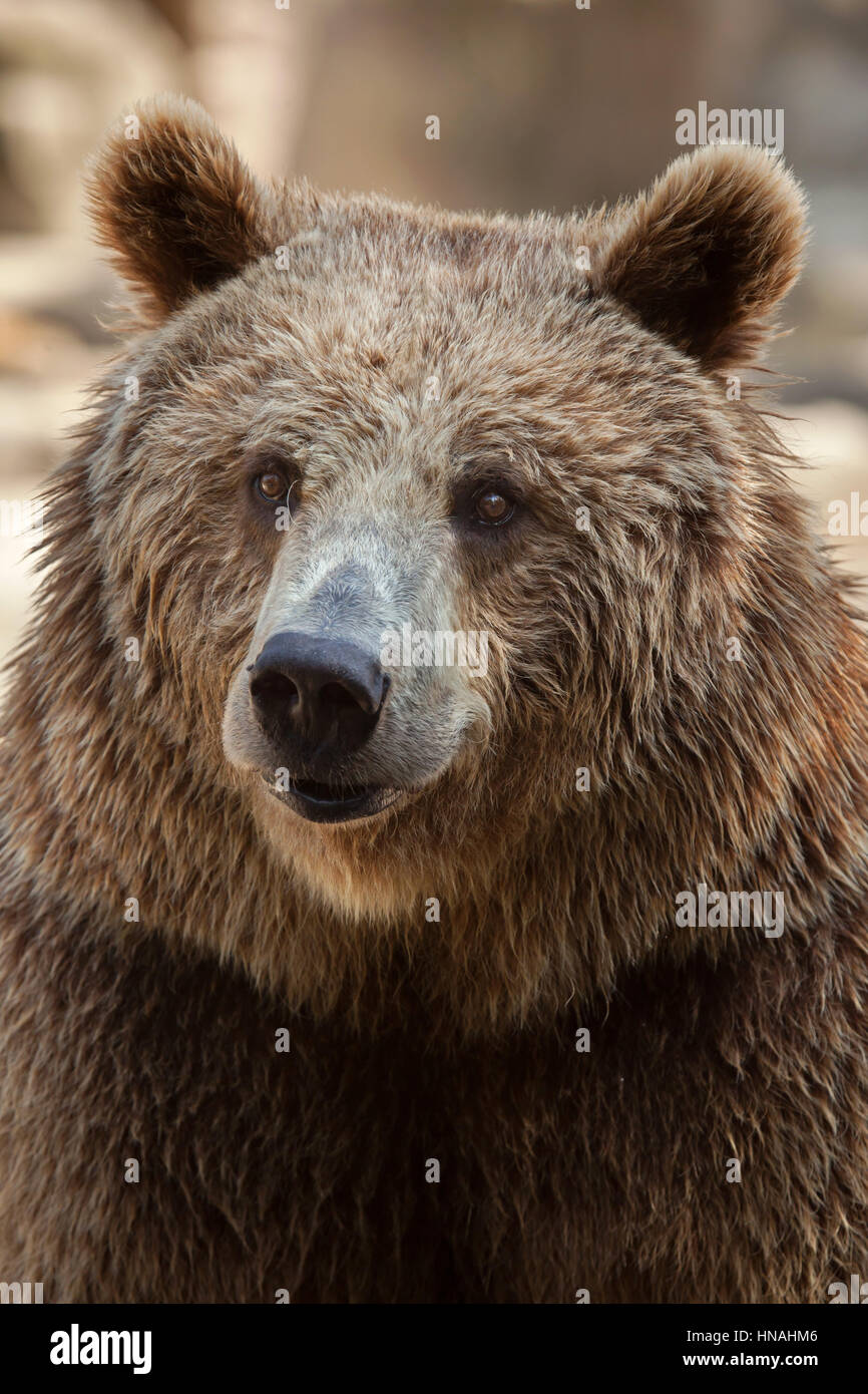 Eurasische Braunbären (Ursus Arctos Arctos), auch bekannt als der Europäische Braunbär. Stockfoto