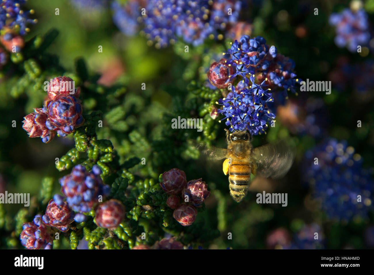 Ein Honig Biene oder Honigbiene, beschäftigt sammeln Pollen in die Bein-Säcken aus lila Ceanothus Blue Jeans, Holly Blatt Flieder Bergblumen Stockfoto