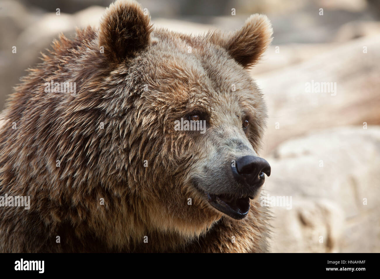 Eurasische Braunbären (Ursus Arctos Arctos), auch bekannt als der Europäische Braunbär. Stockfoto