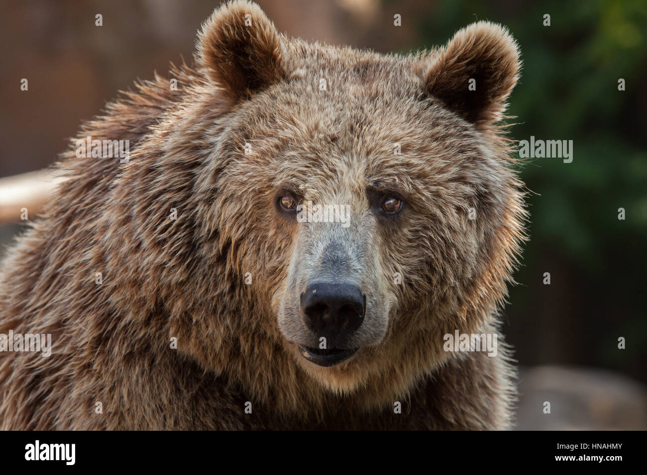 Eurasische Braunbären (Ursus Arctos Arctos), auch bekannt als der Europäische Braunbär. Stockfoto