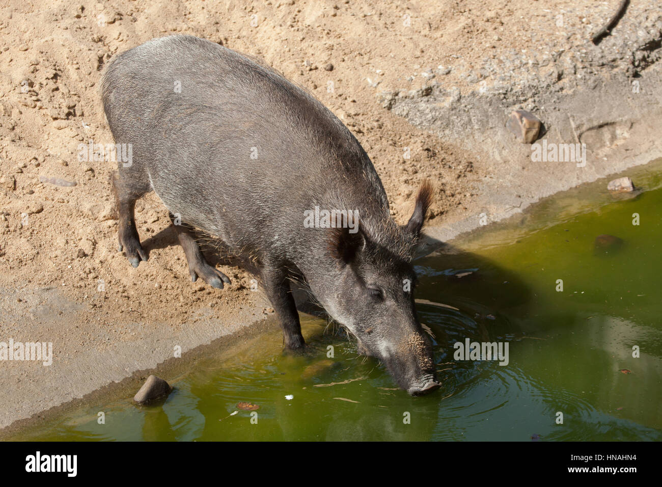 Wildschwein (Sus Scrofa), auch bekannt als die wilden Schweine oder eurasischen Wildschwein. Stockfoto
