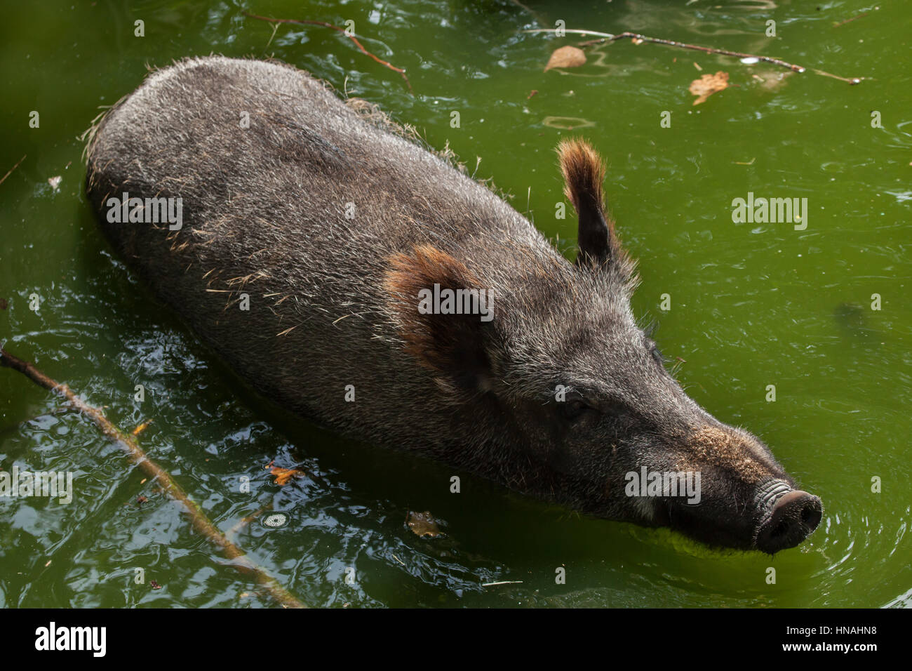 Wildschwein (Sus Scrofa), auch bekannt als die wilden Schweine oder eurasischen Wildschwein. Stockfoto