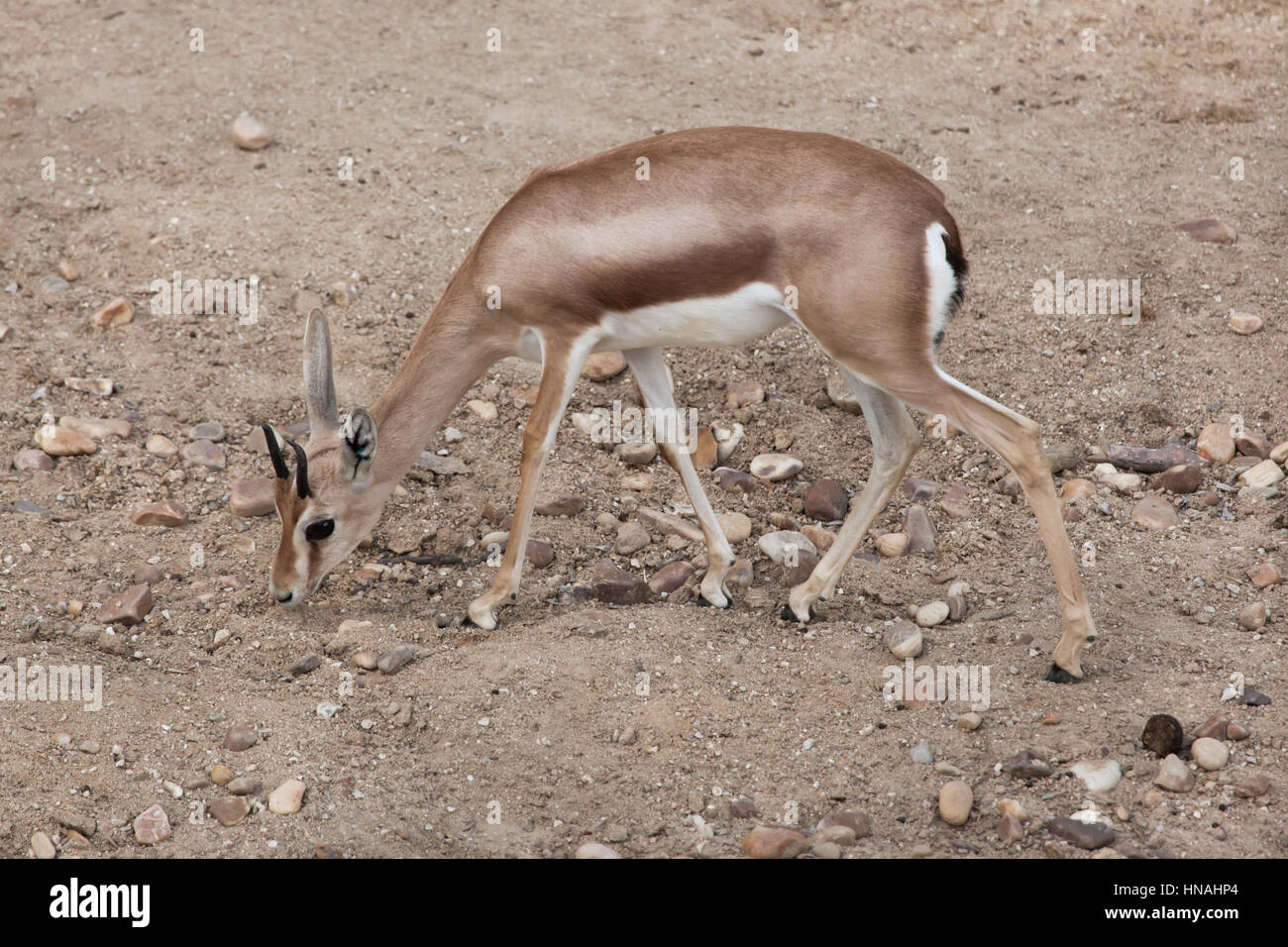 Sahara Dorcas Gazelle (Gazella Dorcas), auch bekannt als die Kurdufan Dorcas. Stockfoto