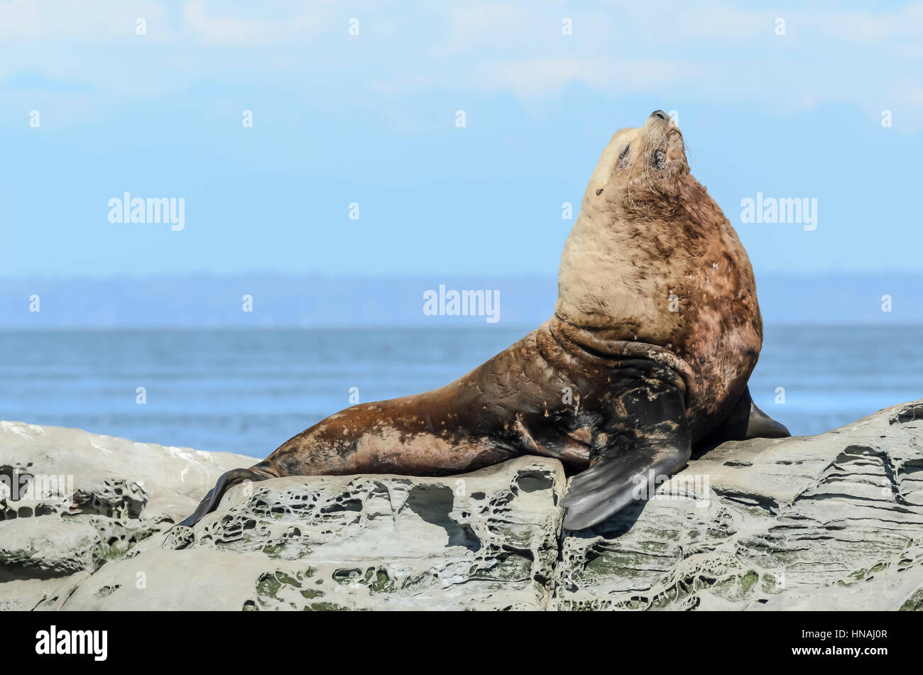 Steller Seelöwen, Eumetopias Jubatus, Salish Sea, Britisch-Kolumbien, Kanada, Pazifik Stockfoto
