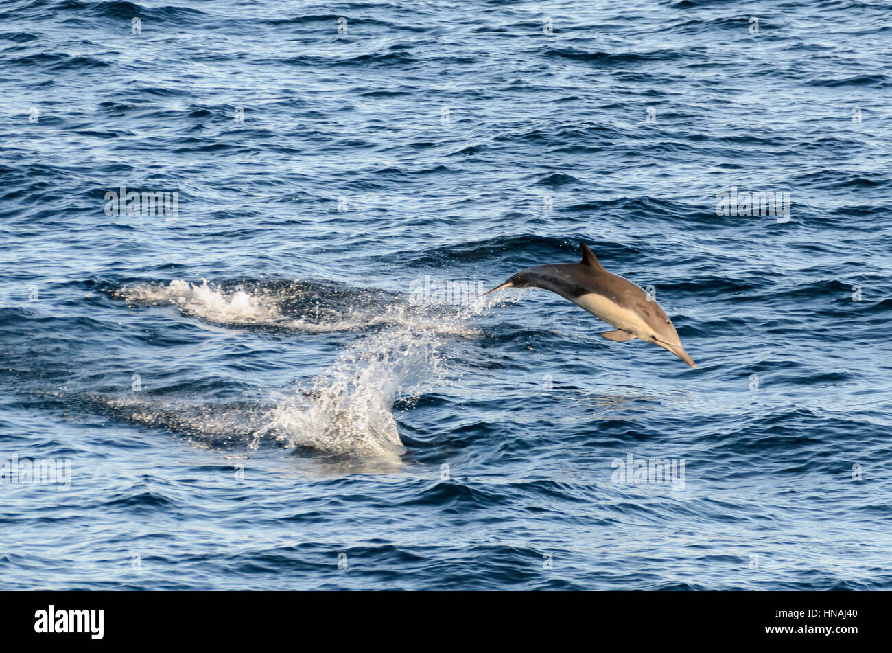 Delphinidae Stockfotos & Delphinidae Bilder Alamy
