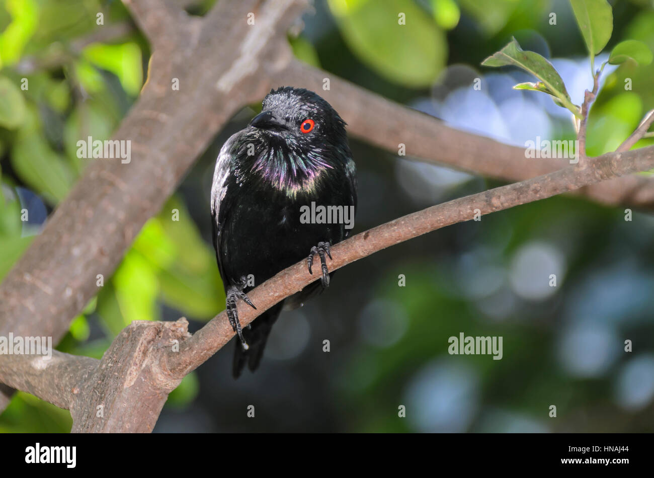 Metallische Starling, Aplonis Metallica. Die metallische Starling, auch bekannt als leuchtendes Starling ist ein Vogel in der Starling-Familie. Er stammt aus der Papua N Stockfoto