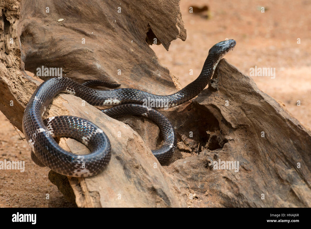 Sri Lanka Krait, Bungarus Ceylonicus, endemisch auf Sri Lanka, Sri Lanka Stockfoto