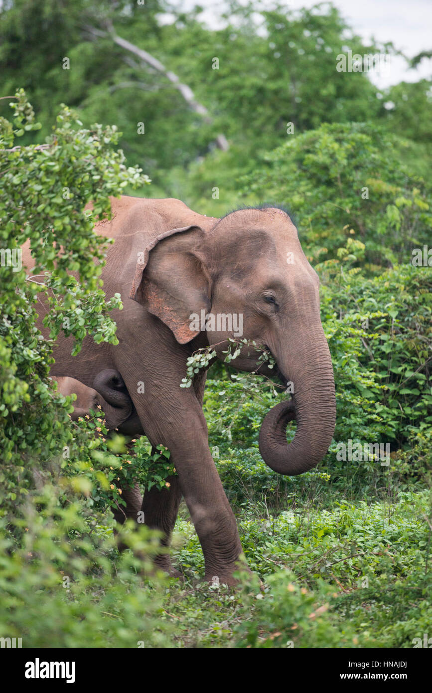 Asiatischer Elefant, Elephas Maximus, Udawalawe National Park, Sri Lanka Stockfoto