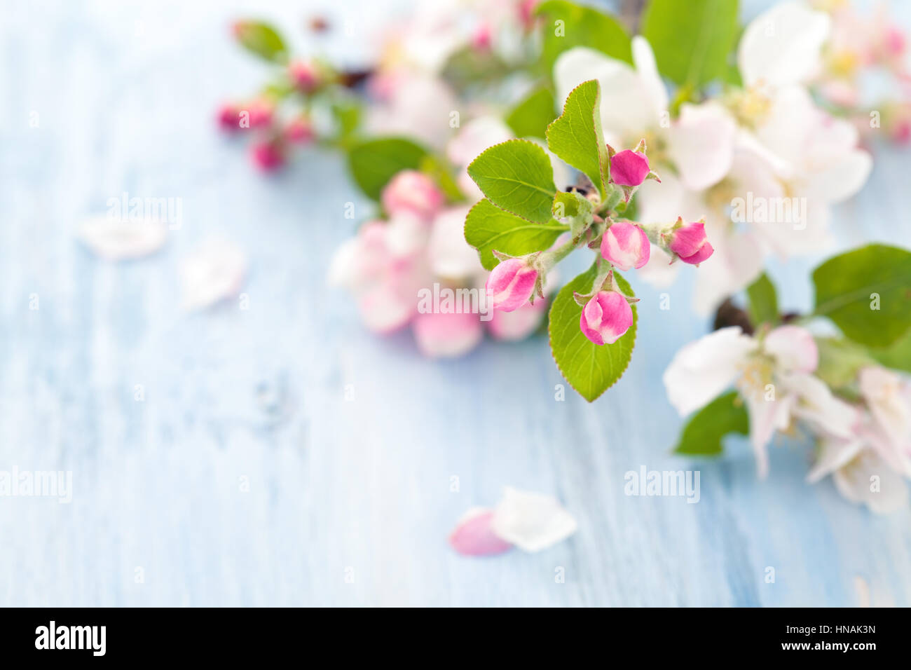 Apfel Baum Blumen blau rustikalen Tisch. Mit Textfreiraum. Stockfoto
