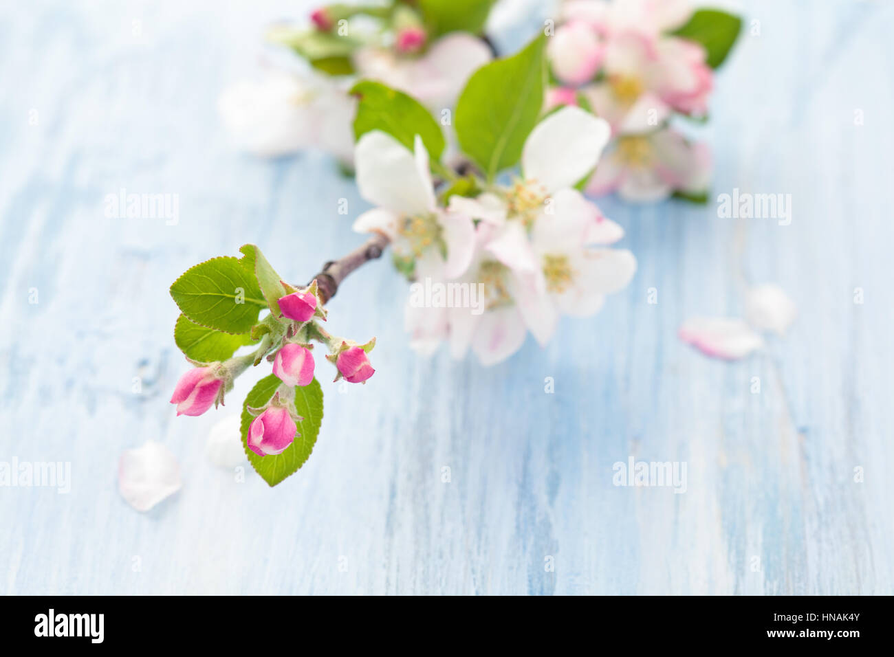Apfel Baum Blumen blau rustikalen Tisch. Mit Textfreiraum. Stockfoto