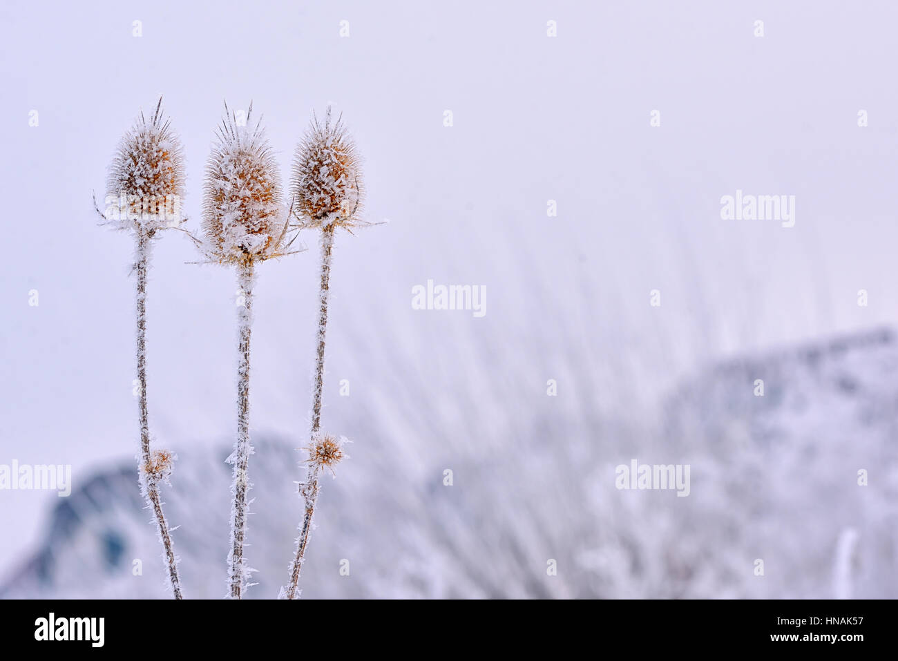 Gefrorene Echinops Disteln Pflanze Stockfoto