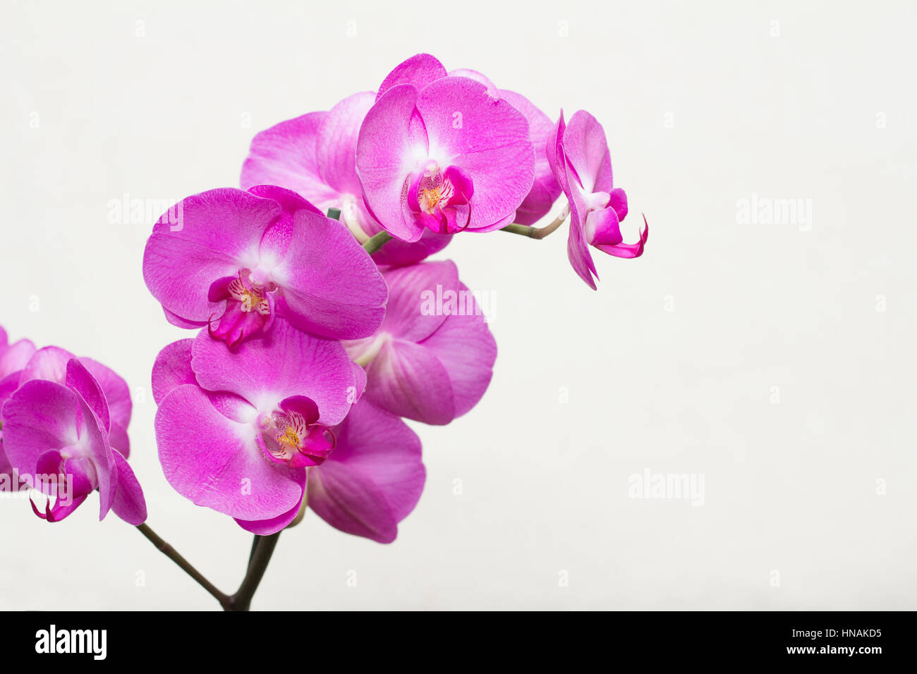 Rosa Orchidee Blume Stockfoto