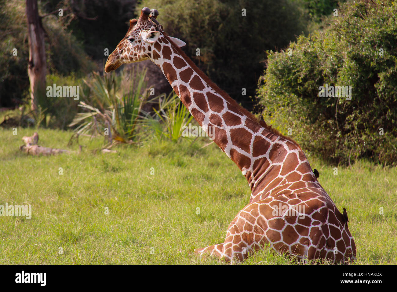 Giraffe (Giraffa Plancius) sitzen in den Rasen in Kenia Stockfoto