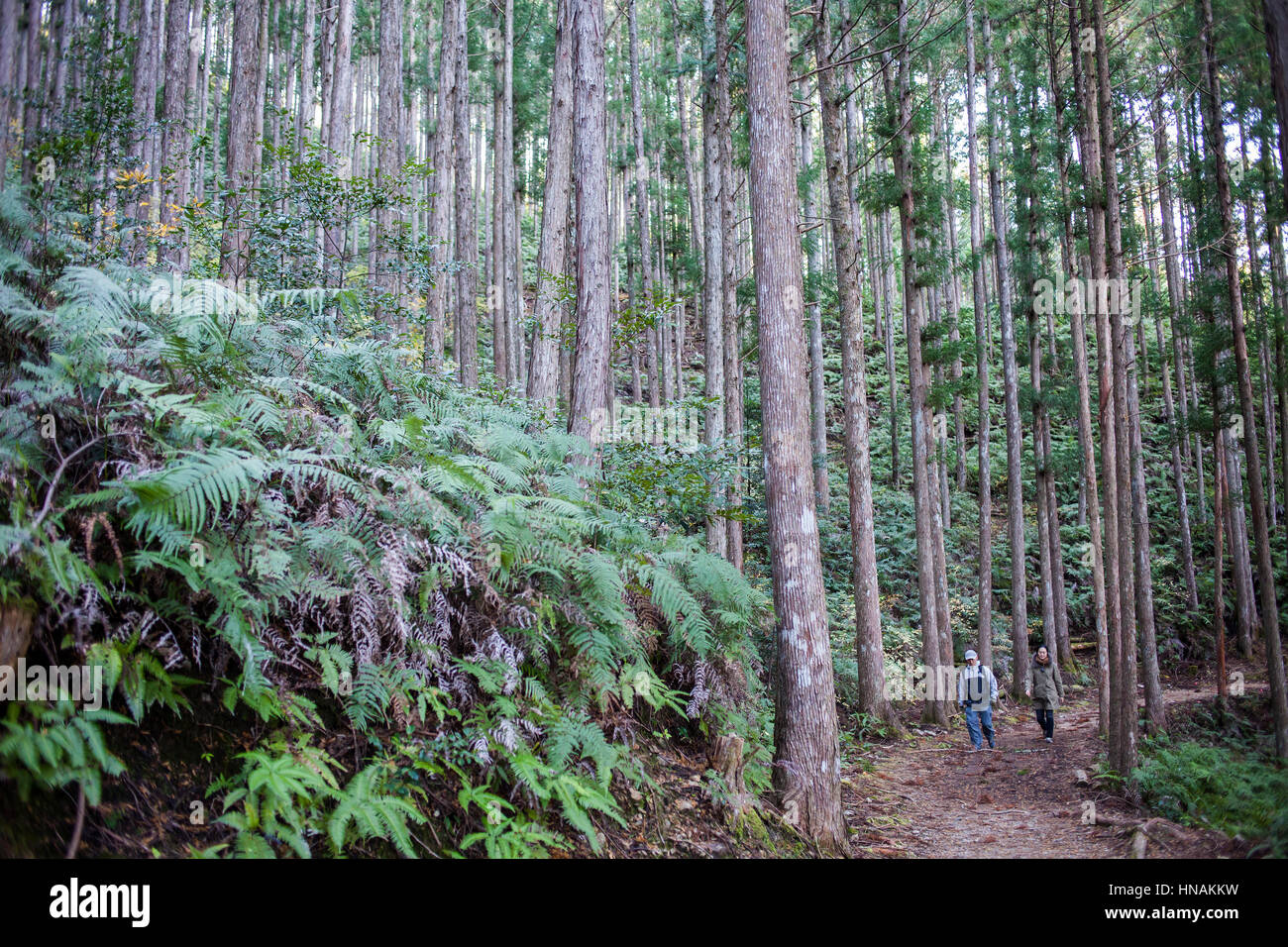 Pilger in Kumano Kodo in der Nähe von Hosshinmon-Oji, Nakahechi Route, Wakayama, Kinki, Japan Stockfoto