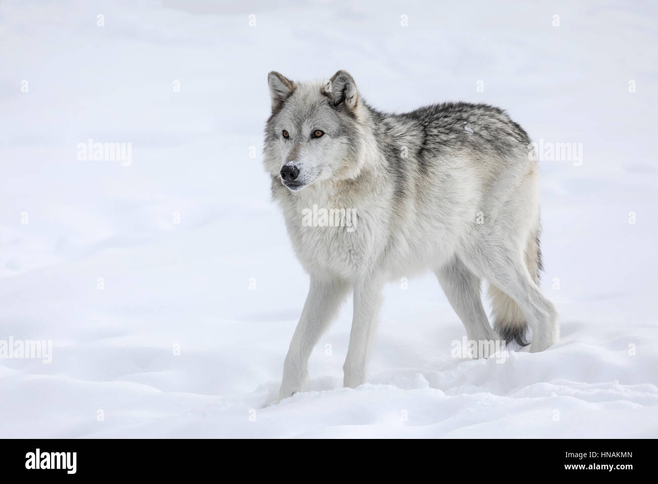 Grauer Wolf Stockfoto