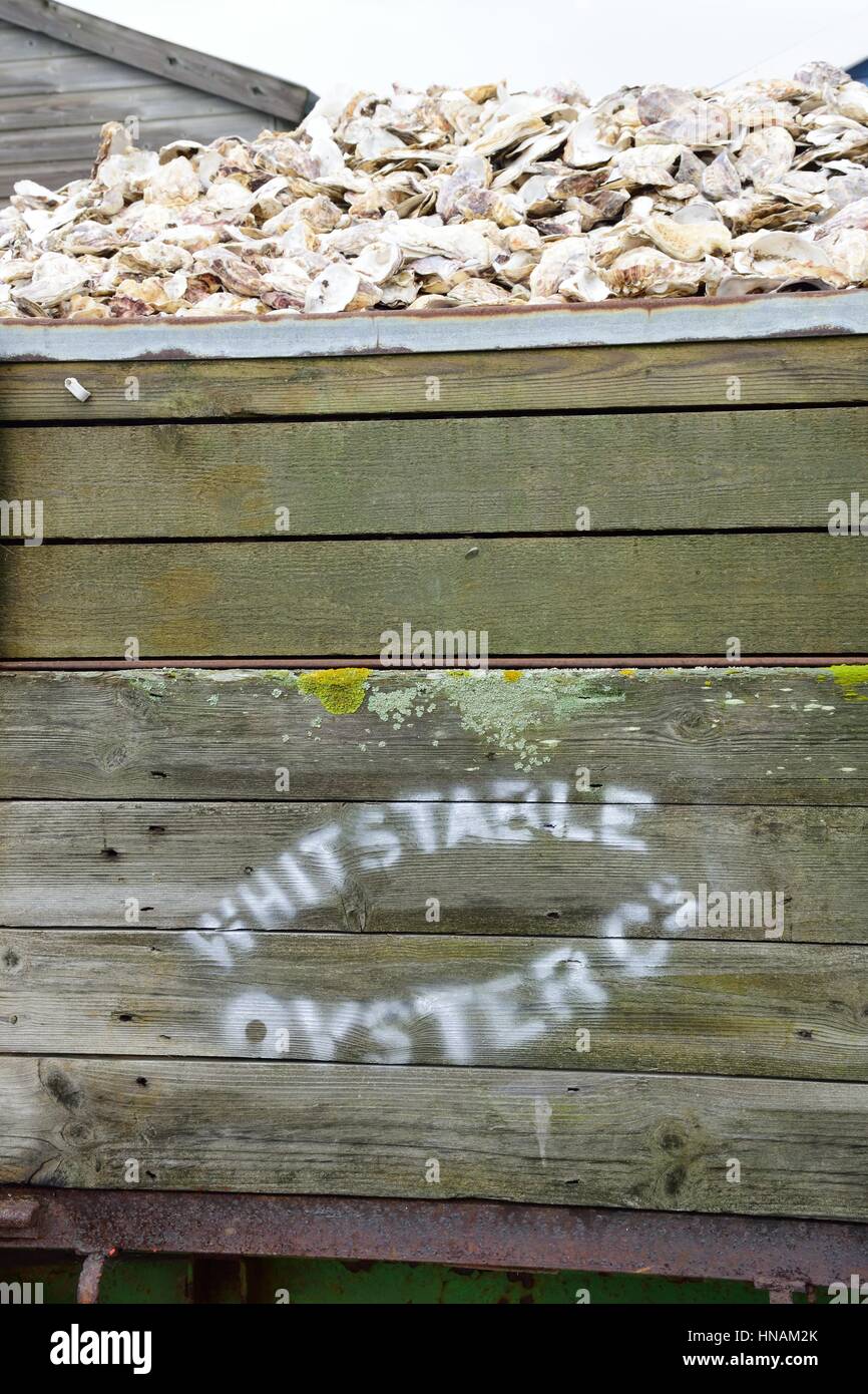 Whitstable, Großbritannien - 1. Oktober 2016: Austernschalen im Holzcontainer Stockfoto