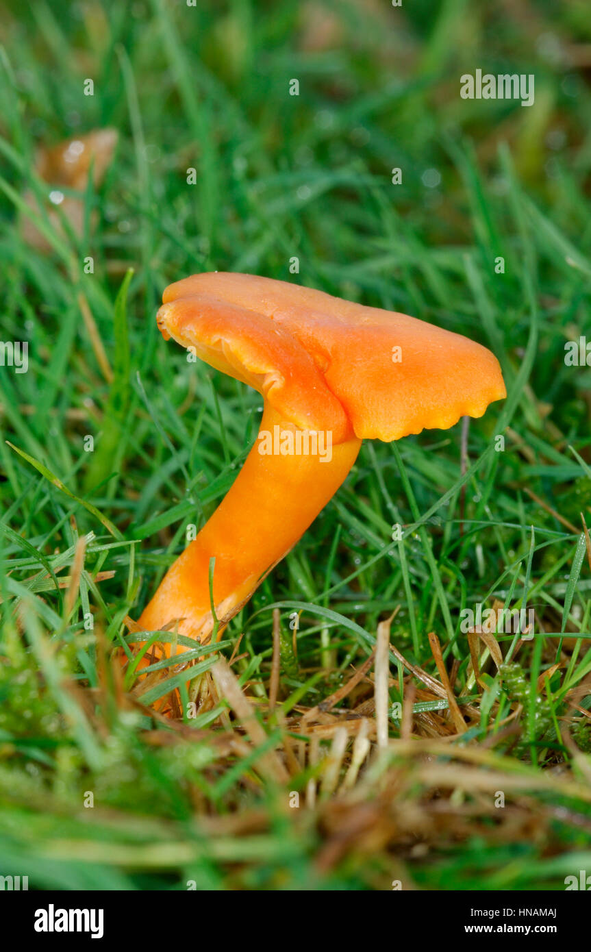 Honig-Waxcap - Hygrocybe reidii Stockfoto