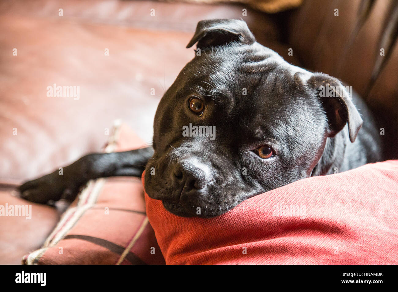 Porträt von einem sehr niedlich Staffordshire Bull Terrier Hund mit dem Kopf auf einem Kissen eines Ledersofas liebevoll ansprechend in die Kamera schauen. Stockfoto