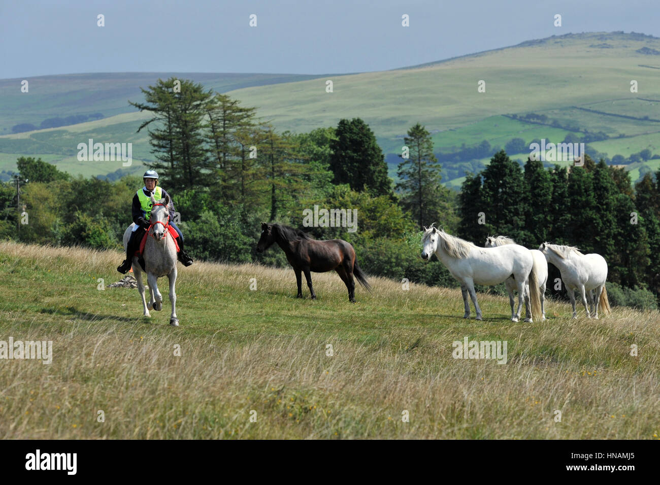 Pferd und Reiter auf Ausdauer Fahrt Stockfoto