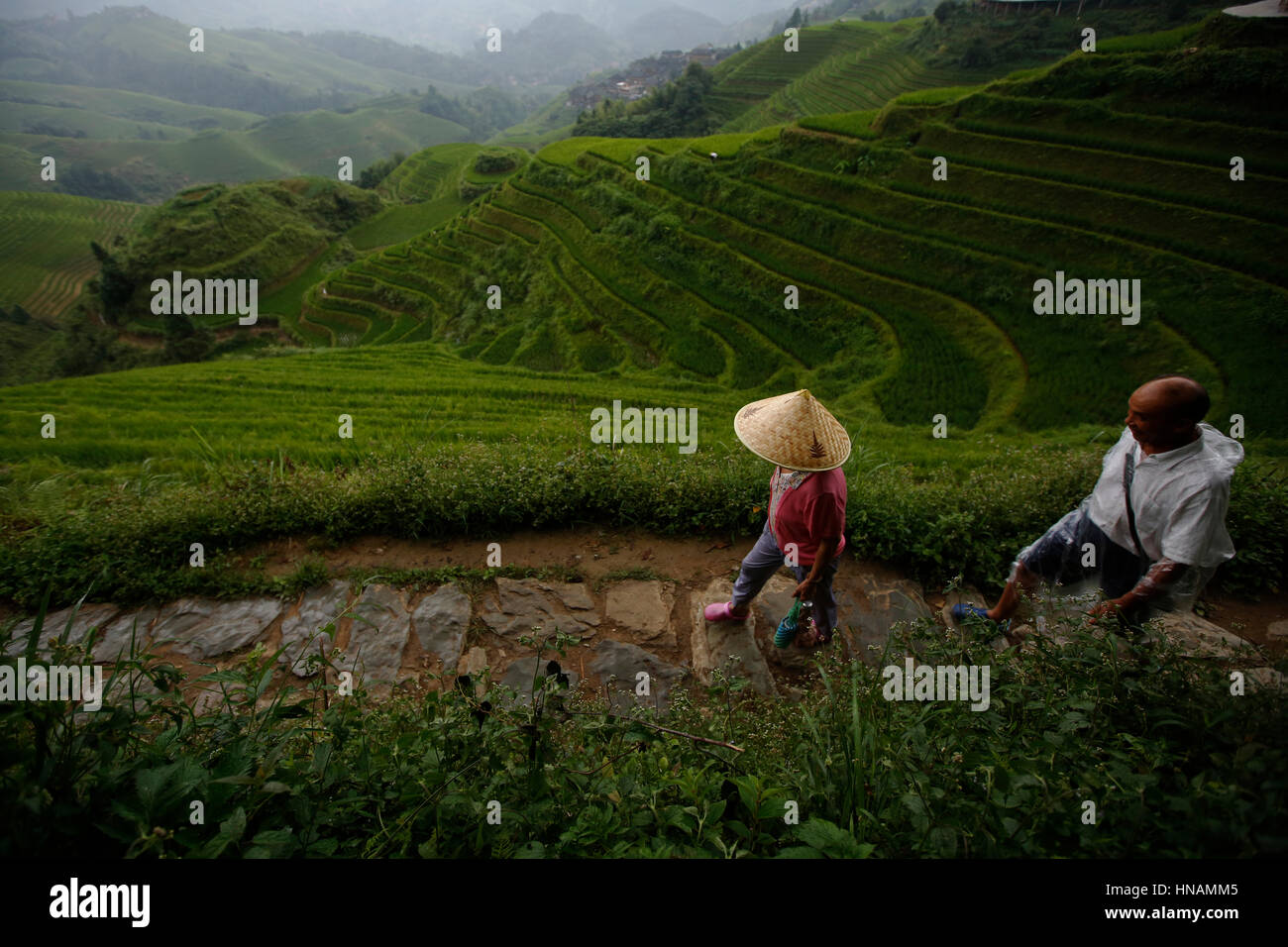 Touristen gehen im Regen, durch die Longji Rice-Terrassen in der Nähe von Guilin, Provinz Guangxi, China, Mittwoch, 10. August 2016.  Foto: © Lukas Ma Stockfoto