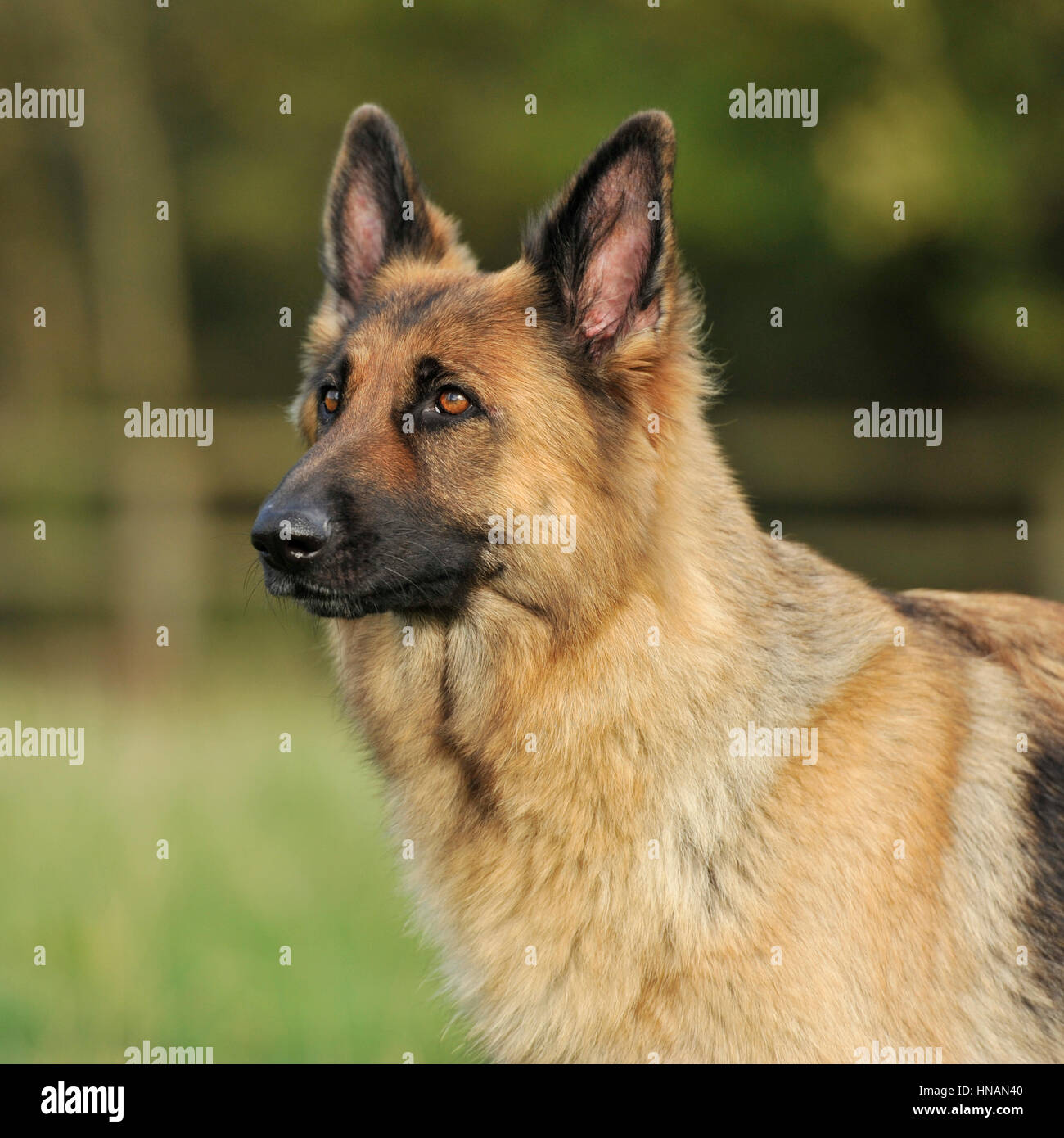 Schäferhund-Hund-Kopf-Studie Stockfoto