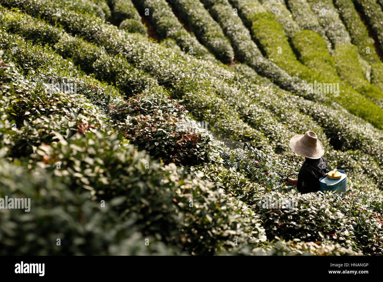 Ein Bauer sprüht Teepflanzen auf einen Berghang Teeplantage in der Nähe von Longjing Dorf Hangzhou in China Mittwoch, 3. August 2016. Longjing Cha oder Dragon Stockfoto