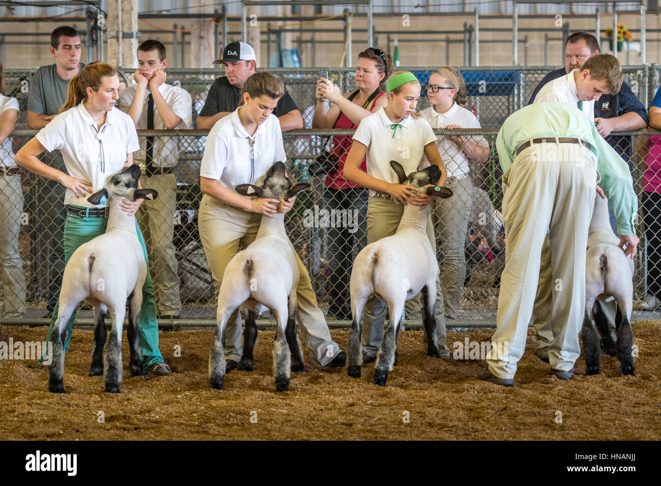 Timonium Maryland - Junglandwirte zeigen ihre Schafe an der Maryland State Fair 2016. Stockfoto