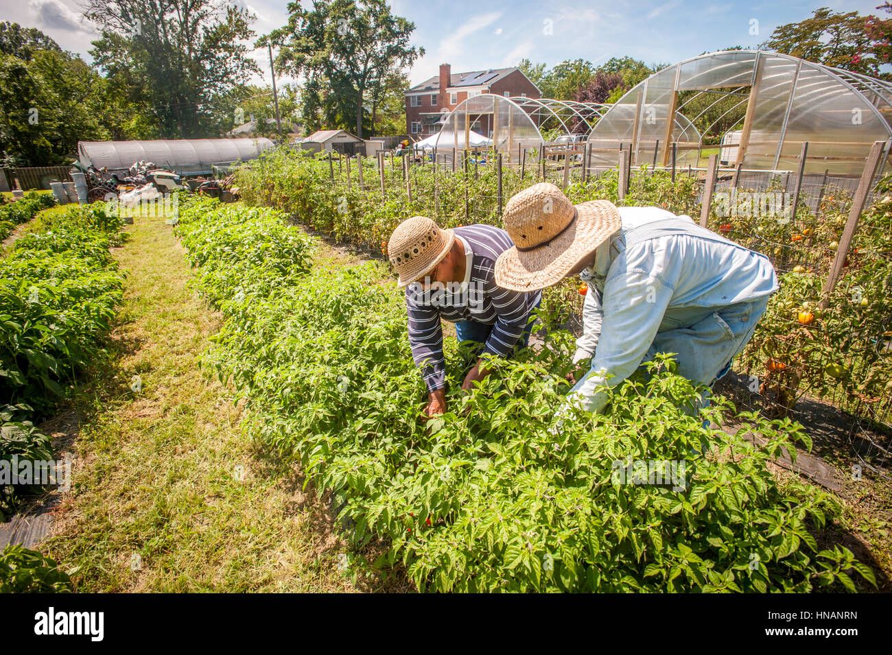 Eine afrikanische amerikanische paar Kommissionierung Gemüse in ihren städtischen Garten befindet sich in Baltimore City, Maryland. Stockfoto