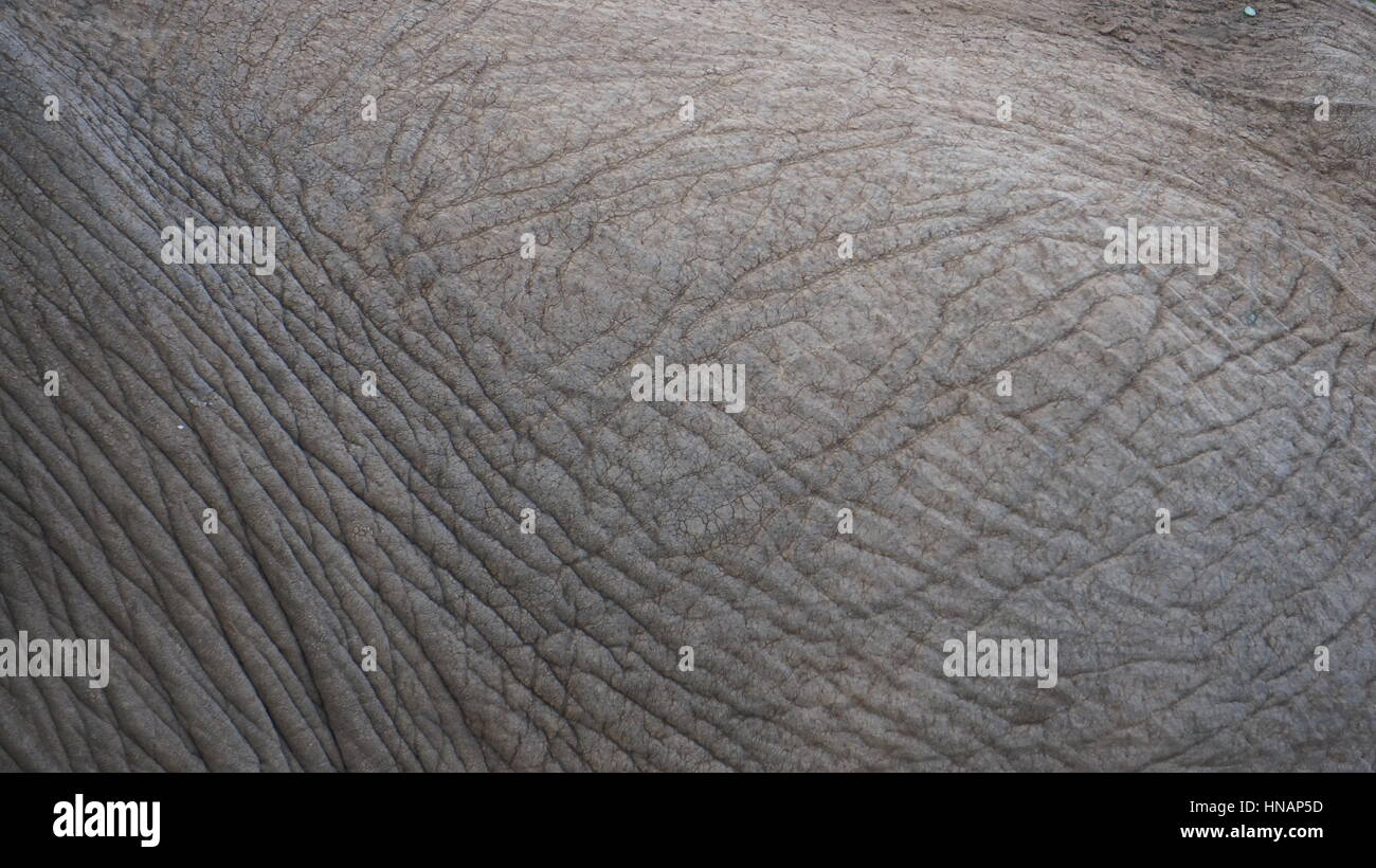 Nahaufnahme des afrikanischen Elefanten Haut Stockfoto