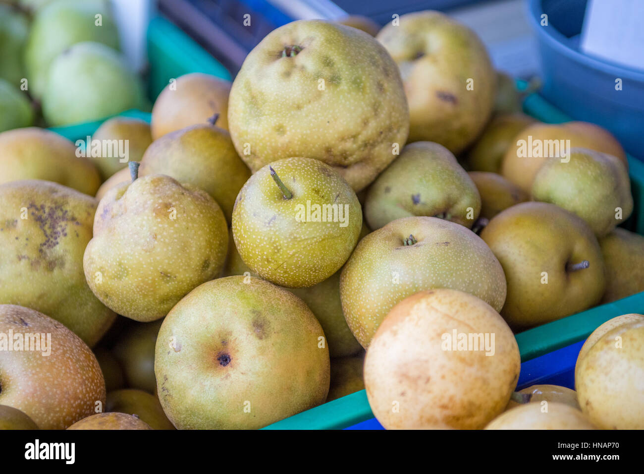 Asiatische Birnen zum Verkauf an einen örtlichen Bauernmarkt in Baltimore, Maryland. Stockfoto