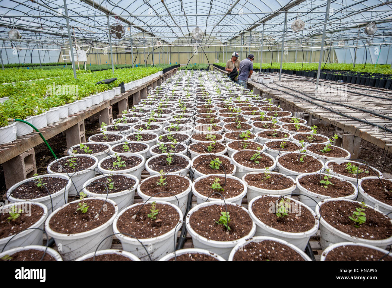 Reihen von Bio-Kräuter sind von den Arbeitnehmern vorbereitet und organisiert in Reihen in einem Gewächshaus in Baltimore, Maryland. Stockfoto