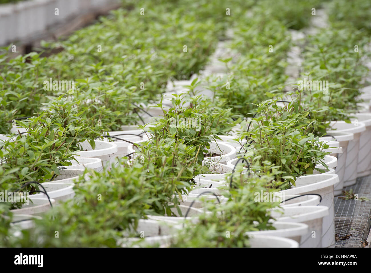 Gewächshaus gewachsen-Bio-Kräuter sitzen in Reihen an einem Gewächshaus befindet sich in Baltimore, Maryland. Stockfoto