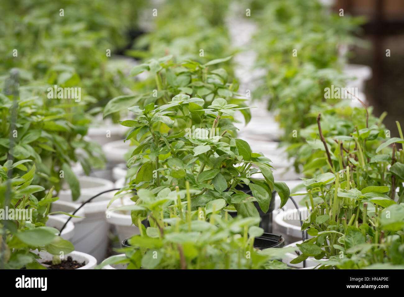 Gewächshaus gewachsen-Bio-Kräuter sitzen in Reihen an einem Gewächshaus befindet sich in Baltimore, Maryland. Stockfoto