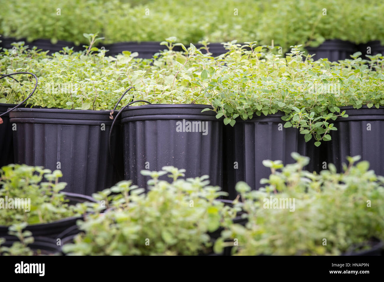 Gewächshaus gewachsen Kleeblätter sitzen in Reihen an einem Gewächshaus befindet sich in Baltimore, Maryland. Stockfoto