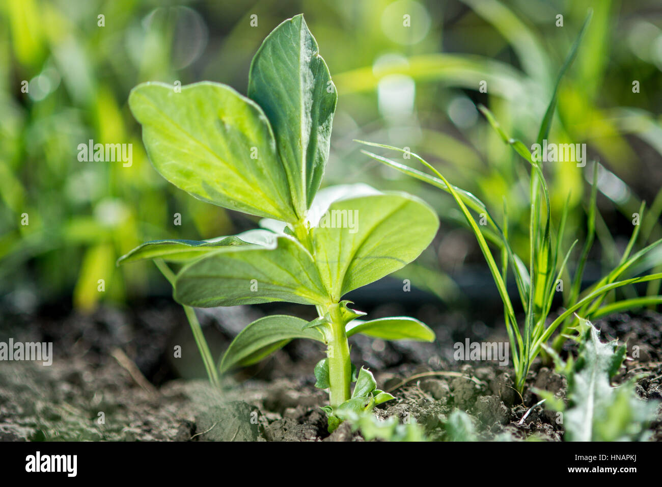 Faba Bohne Pflanzen und Sorghum Sudangras wachsen auf einem Bio-Bauernhof in Pullman, WA. Stockfoto