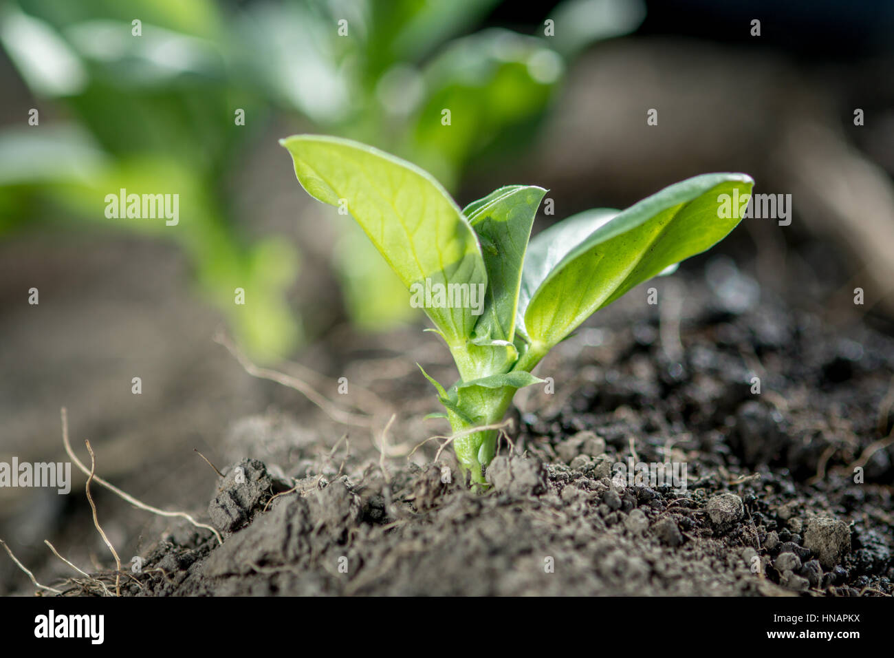 Faba Bohne Pflanze wächst auf einem Bio-Bauernhof in Pullman, WA. Stockfoto